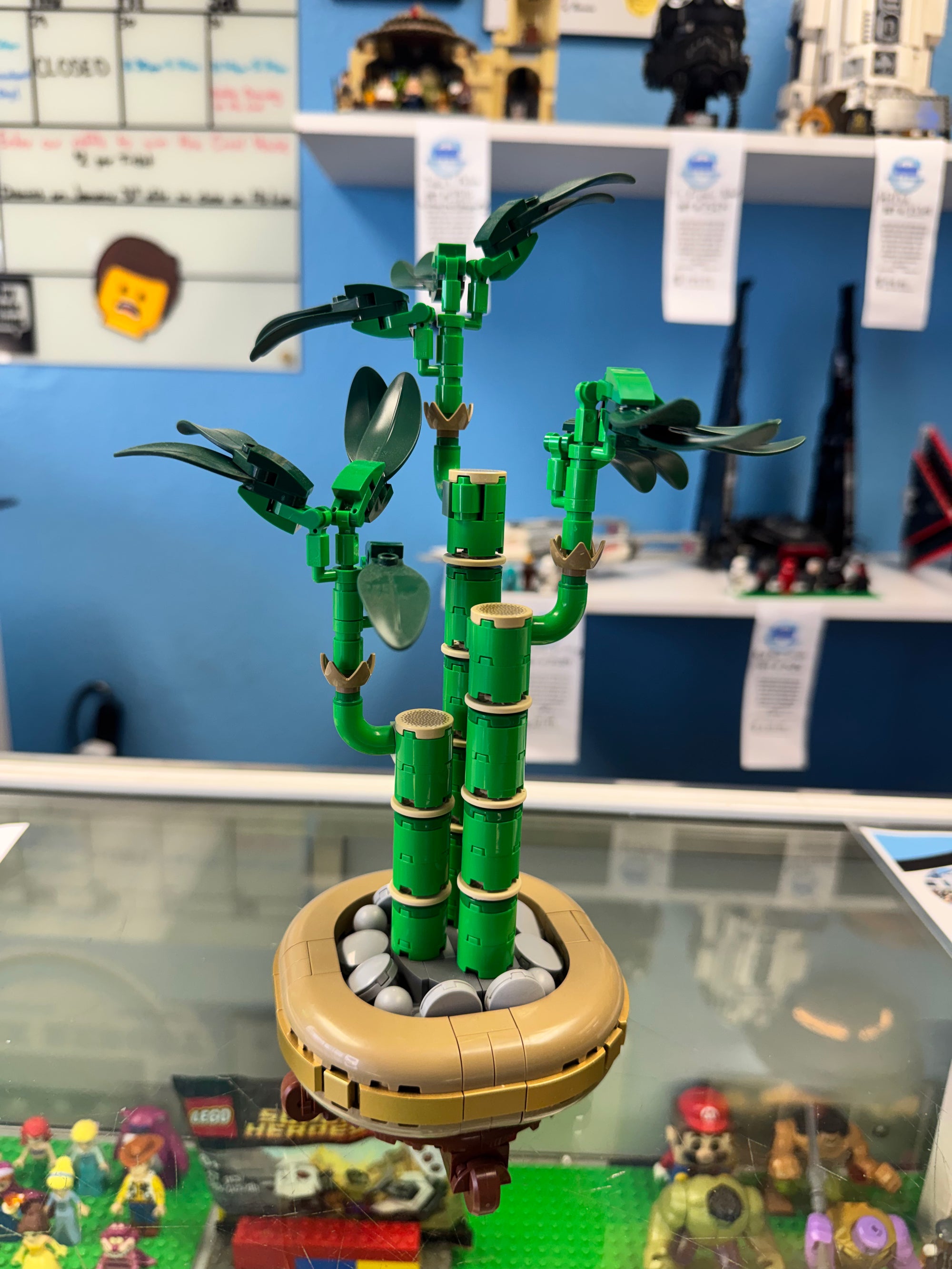 10344 Botanicals Lucky Bamboo - Used