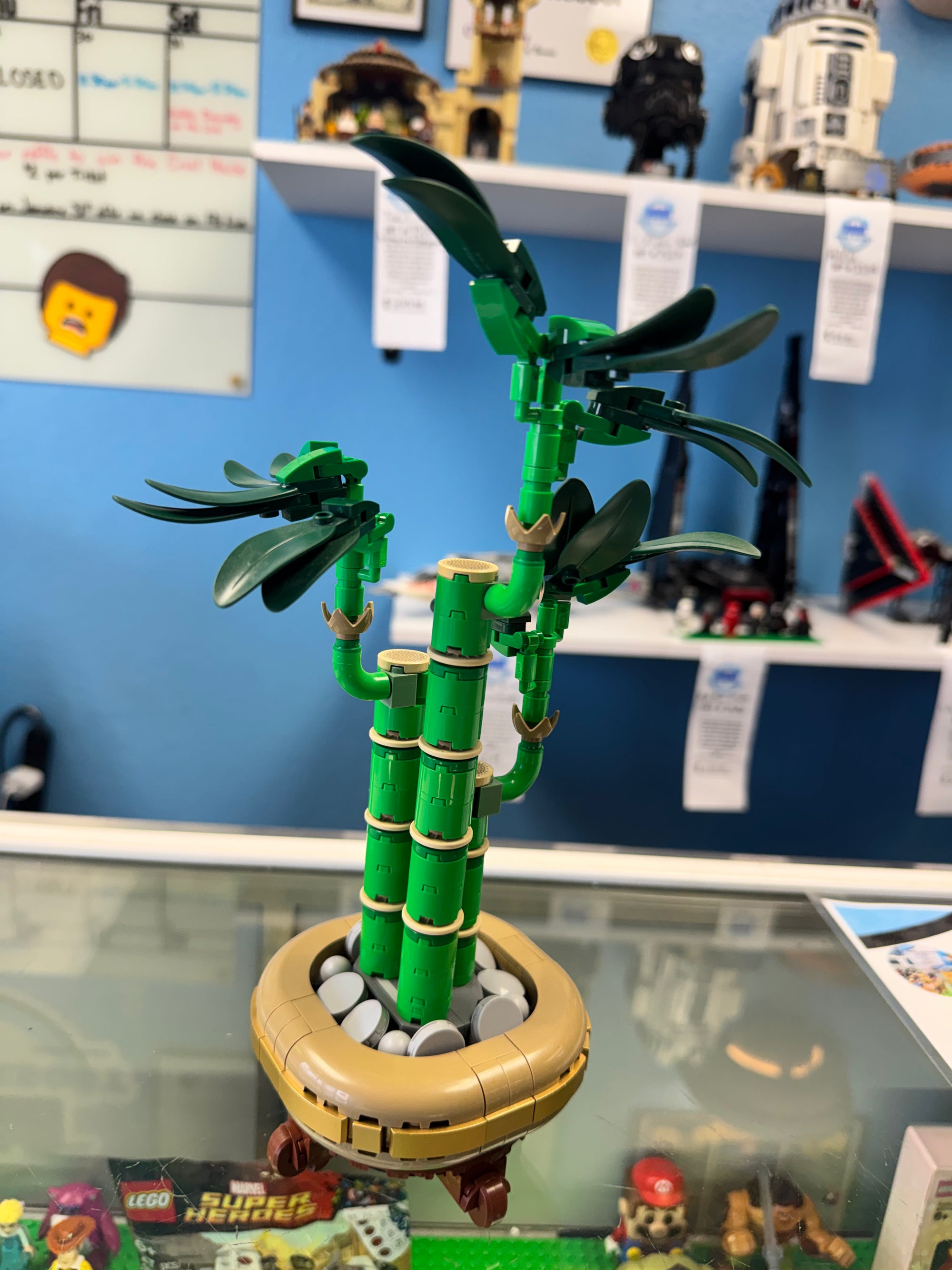 10344 Botanicals Lucky Bamboo - Used