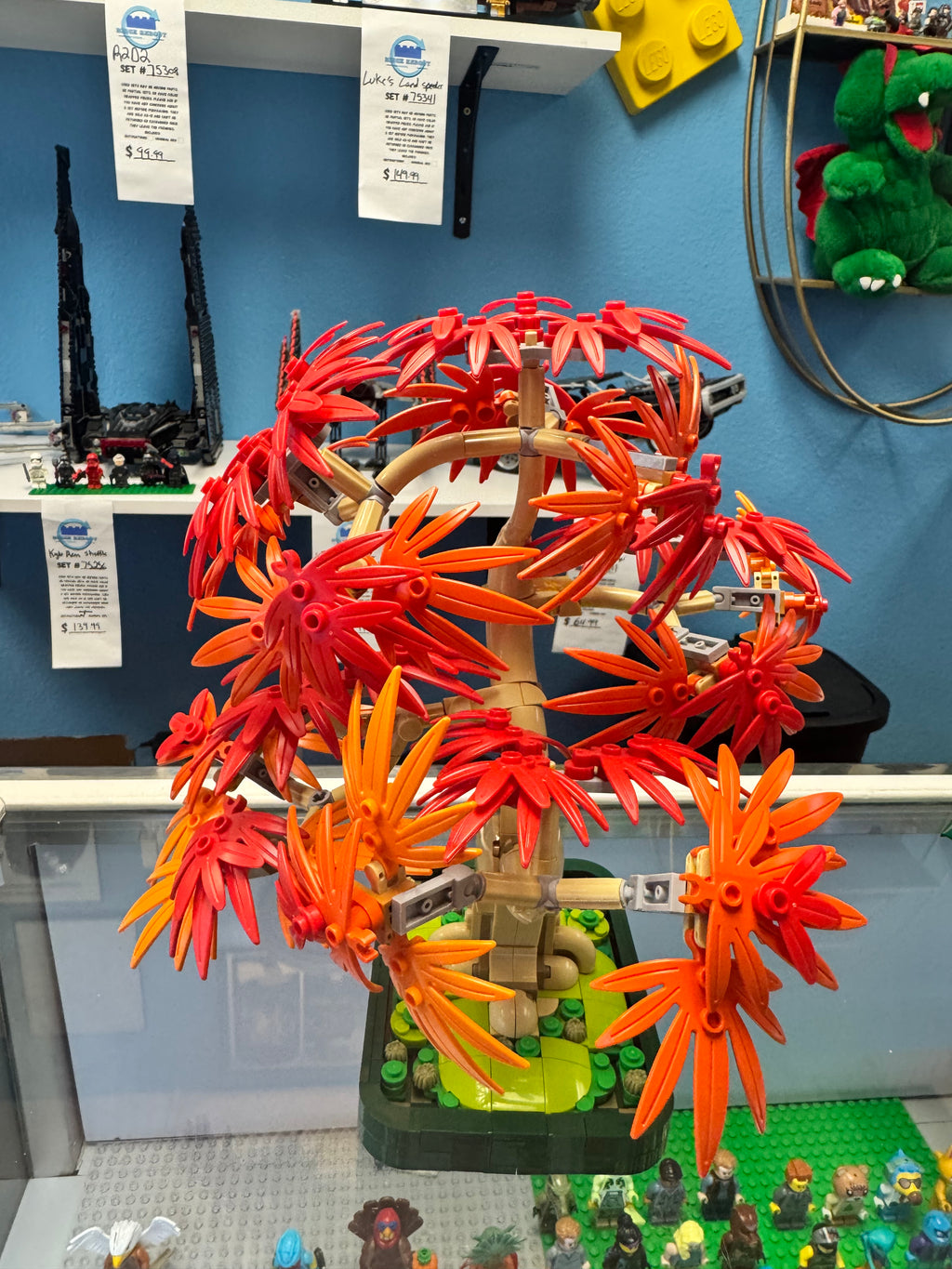 10348 Botanicals Japanese Red Maple Bonsai Tree - Used