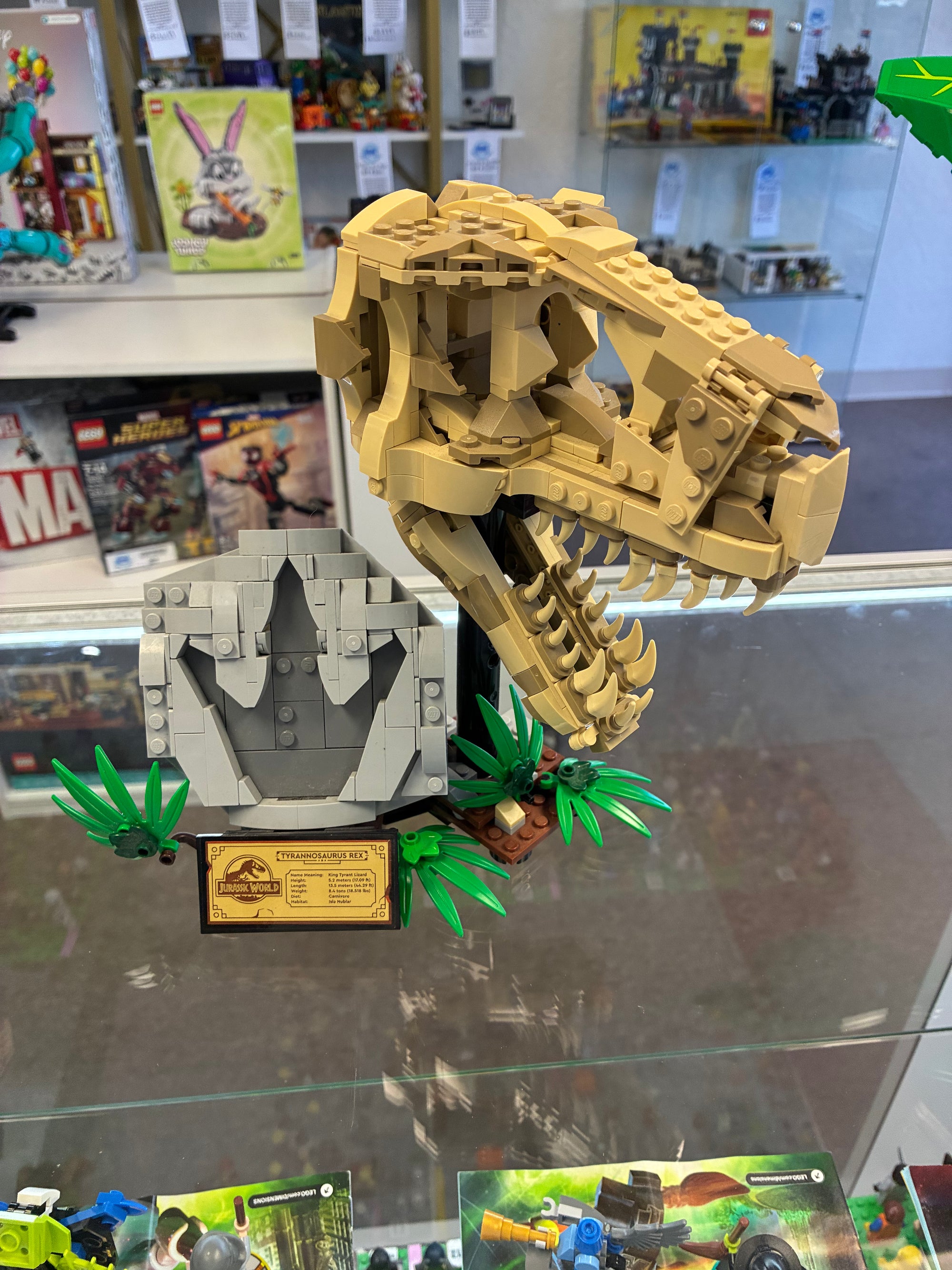 Dinosaur Fossils: T. Rex Skull - Used